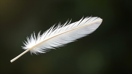 Delicate white feather captured in soft light, emphasizing nature's intricate beauty.