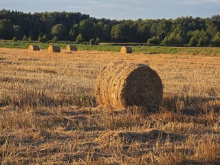 A peaceful rural landscape shows large hay bales resting in a recently harvested field under a soft...