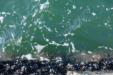 Overhead photo of blue green ocean water with white foam and waves against harbor wall with mussels. Background texture
