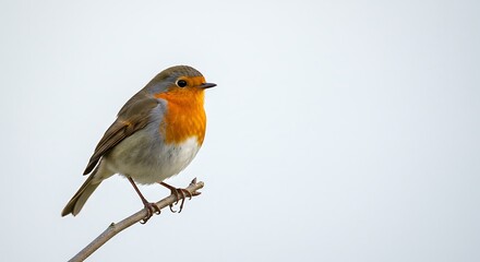 European Robin Perched on Branch Against a Clean, Bright White Background
