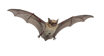Obraz premium Flying Brown Bat with Wings Spread on a White Background