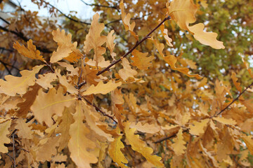 Autumn oak leaves