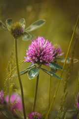 Clover. Wildflowers on a sunny day in June. Close-up on a blurred background.
