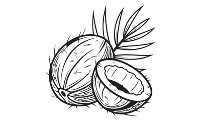 Whole and half coconut slice isolated on a white background. vector illustration