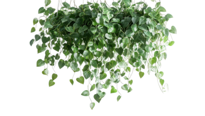 A lush green hanging plant with heartshaped leaves isolated on transparent background