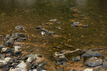 Mallard ducks swimming in clear rocky creek water scene