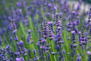 Fototapeta premium Elegant lavender flowers stand out in brilliant purple, their petals framed by thriving green leaves in a peaceful landscape.