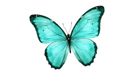 Obraz premium Isolated Morpho Butterfly with Teal Wings and Golden Flecks on White Background