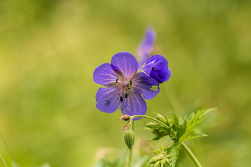 Blue geranium flower in full bloom within a fresh garden setting, radiating tranquility, delicate...