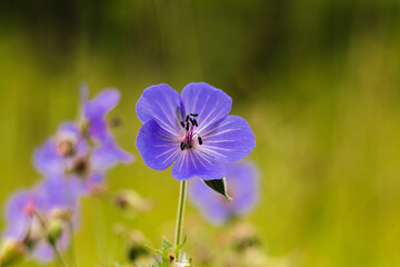 Bright blue geranium flower blooms in a green garden, with delicate petals and fine details...