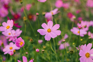 Pink cosmos flowers open under the sun, framed by green foliage in a serene and colorful garden...
