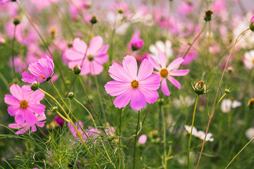 Pink cosmos petals stretch outward in full bloom, set in a lively garden bursting with color and...