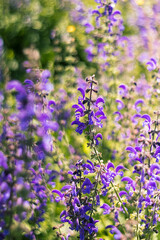 A gentle breeze flows through a meadow of purple salvia flowers, surrounded by fresh green grass and serene beauty.