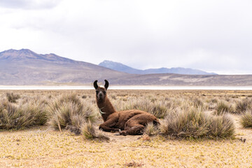 Lama in den Anden Portrait eines Tieres in der weiten Salzebene vor der Kulisse von Salinas Aguada...