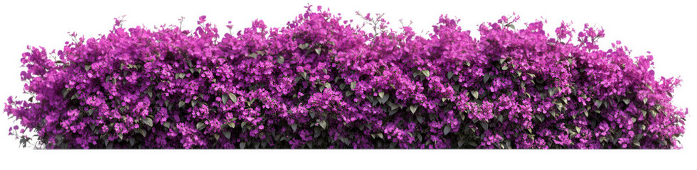 Obraz premium Vibrant purple bougainvillea bush isolated on transparent background