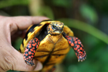 Cute small baby Red-foot Tortoise in the nature,The red-footed tortoise (Chelonoidis carbonarius) is a species of tortoise from northern South America