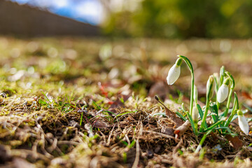 Delicate snowdrop flowers blooming in early spring garden landscape