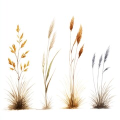 Watercolor illustration of three grasses