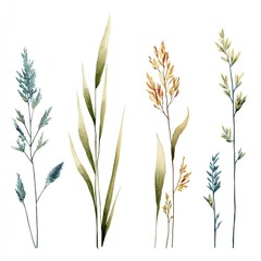 Watercolor illustration of various grasses