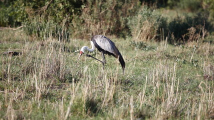Wattled crane in the Okavango delta