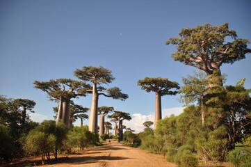 The Baobab Alley in Western Madagascar