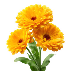 Fresh Calendula Flower PNG Isolated Transparent Clip-art.