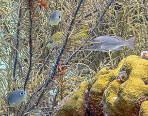 Haemulon flavolineatum, French grunt,