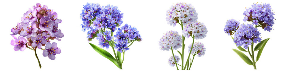 Naklejka premium Sea lavender flower isolated on transparent background.