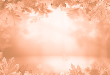 abstract autumnal fall scene in cream color shades. Autumn texture background with shadow of maple tree leaves on a wall.