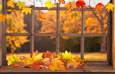 old wooden window and view to autmn backyard with yellow falling leaves