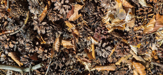 Forest ground with pine cones and dry leaves