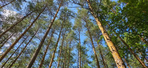 Tall pine trees reaching sky in forest