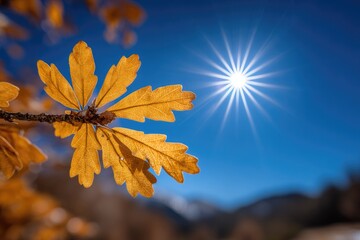 Autumn leaves bathed in sunlight against a vibrant blue sky