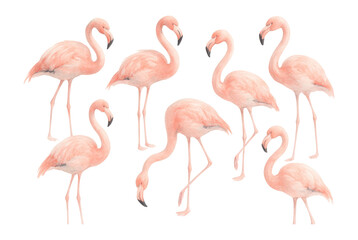 Fototapeta premium Watercolor flamingo set.