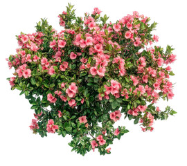 Pink azalea bush with green leaves isolated on transparent background