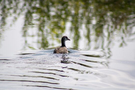 Foulque , jeune oiseau aquatique.