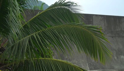 Fototapeta premium Palm fronds against a gray concrete wall