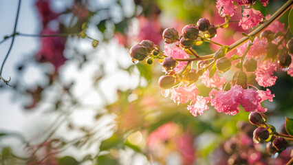 Close-up lagerstroemia indica (crepe myrtle, crepe flower) pink flowers after rain at sunset. soft focused background