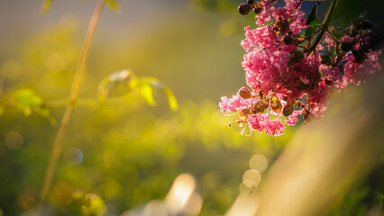 Close-up lagerstroemia indica (crepe myrtle, crepe flower) pink flowers after rain at sunset. soft focused background