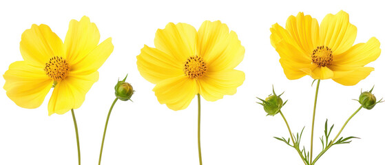 Three Bright Yellow Cosmos Flowers In Bloom With Green Buds And Transparent Background