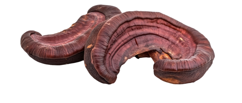 Close Up Of A Dried Textured Organic Mushroom Against A Transparent Background