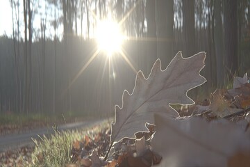 Autumn leaf on forest path, sunbeams