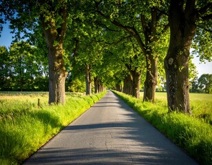 Obraz premium Country road lined with trees