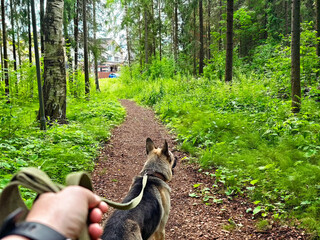Exploring a forest trail with a German Shepherd in a lush green setting