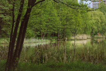 Obraz premium Calm lake with lush green trees and reflections 