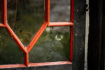 dog awaiting owner behind a grimy window, hous