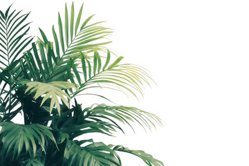 Fototapeta premium Green palm leaves isolated on transparent background