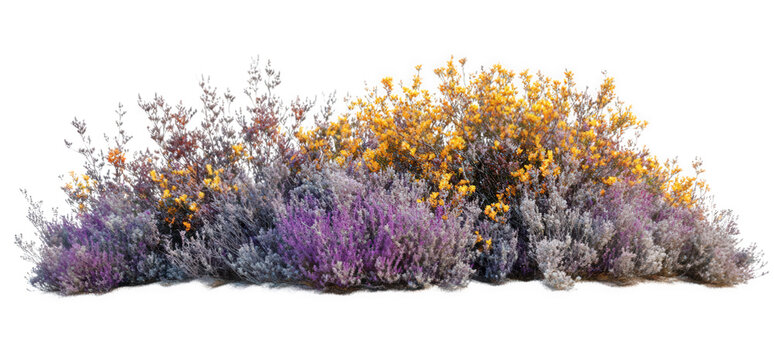 Purple and yellow flowering bush isolated on transparent background