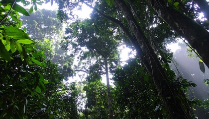 Fototapeta premium Lush rainforest canopy