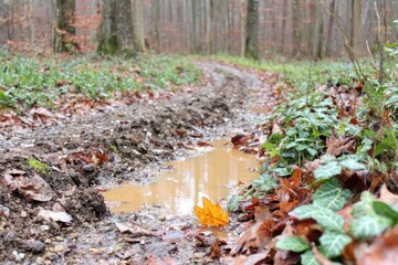 Obraz premium Muddy forest path with puddle (1)